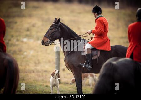 Colour landscape photos of the Hamilton Hunt Club in Ontario Canada preparing and participating in a traditional fox hunt. Stock Photo