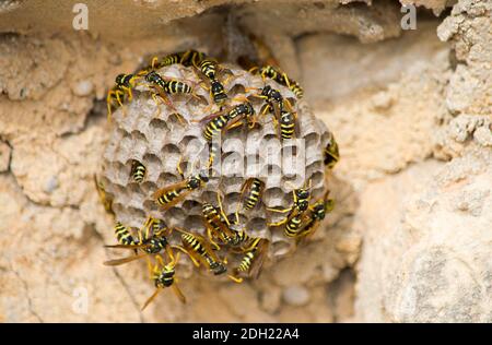 A closeup of bees on a large paper wasp nest under the sunlight in Malta Stock Photo