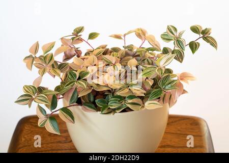Tradescantia Albiflora tricolor plant potted in a cream pot on a small wooden table against a white background. UK Stock Photo