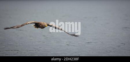 White Tailed Sea Eagles Inner Hebrides, Scotland Stock Photo