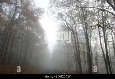 Foggy road winding through a forest in late autumn Stock Photo