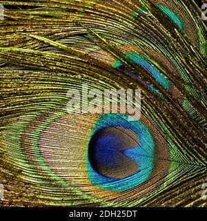 close up of a peacock feather showing iridescence Stock Photo