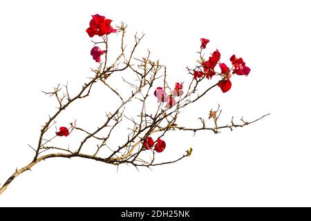 Santa Rita Flowers Tree Isolated Photo Stock Photo