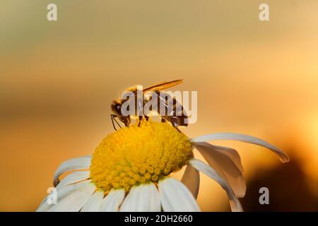 Honey bee at sunset Stock Photo