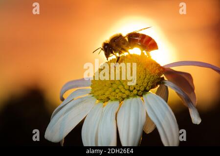 Honey bee into the sunset Stock Photo