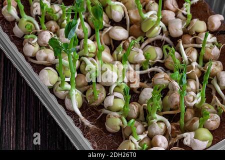 close-up of pea microgreens growing in tray. city farming indoor selective focus photo. Stock Photo