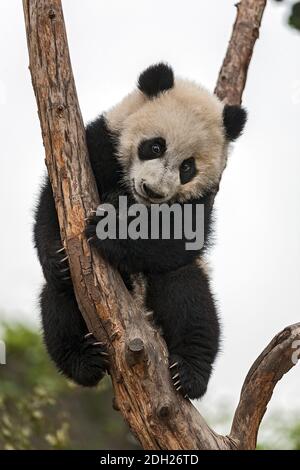Giant Baby Panda Climbing on a Tree Stock Photo