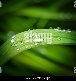 Waterdrops on a leaf Stock Photo