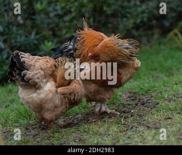 Brahma chickens free ranging Stock Photo