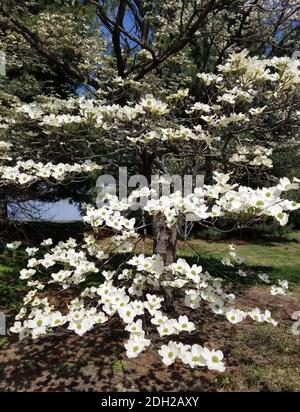 Magnolia tree branches with blooming white flowers in springtime Stock Photo