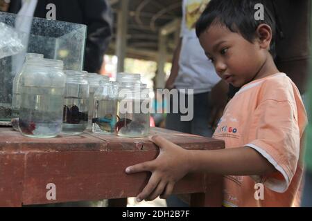 Little boy looks at aquarium fish at the bird market in Yogyakarta in Central Java, Indonesia. Stock Photo