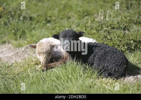 Ragged sheep, Ovis aries strepsiceros Hungaricus Stock Photo