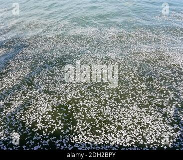 Background texture with white cherry tree flower petals on water Stock Photo