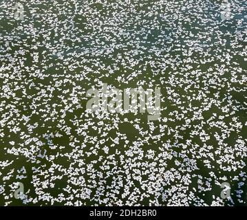 Background texture with white cherry tree flower petals on water Stock Photo