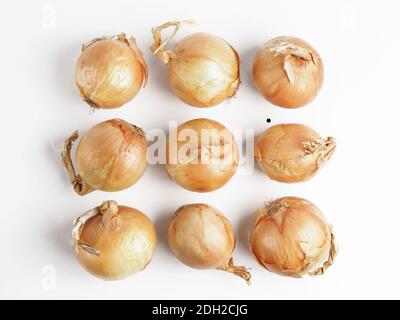 Onion seamless pattern isolated on white Stock Photo