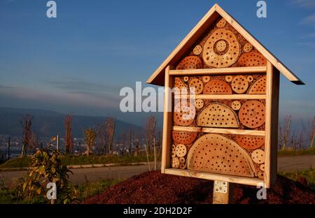 Wooden bee hotel (Insektenasyl) in the vineyards. The facility offers small organisms protection during the winter. Front view. Close up. Stock Photo