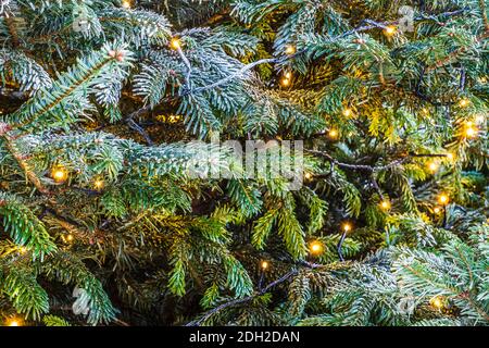 Green Christmas Tree and Lights Texture Background Stock Photo