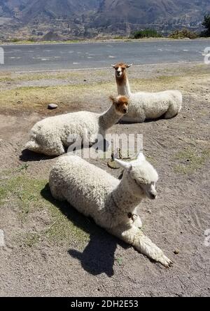 Alpaca and lamas, the two domestic animals from the camel family in in Peru, South America. Stock Photo