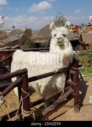 Alpaca in a Peru farm. Alpacas and lamas are domesticated animals from the camel family in South America. Stock Photo
