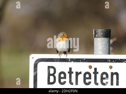 European Robin (Erithacus rubecula) sitting on a Sign Stock Photo