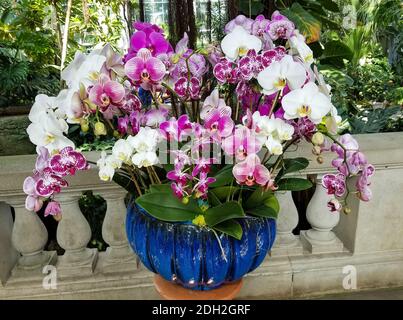 Close-up on a pot with orchids blooming in red, pink, white, and violet spotted flowers Stock Photo