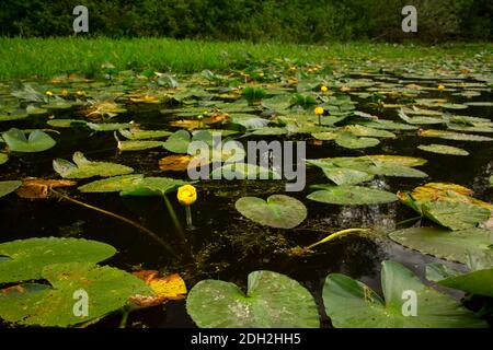 Yellow Pond Lily (Nuphar polysepala) on Goose Lake, Willamette Mission State Park, Oregon Stock Photo