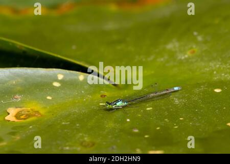 Pacific Forktail damselfly (Ischnura cervula), Willamette Mission State Park, Oregon Stock Photo