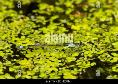 Pacific Forktail damselfly (Ischnura cervula), Willamette Mission State Park, Oregon Stock Photo