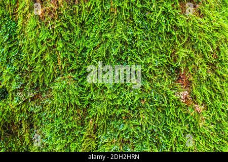 Moss Growing on a Old Tree Trunk Stock Photo