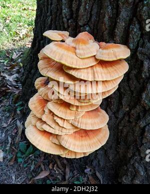 Large cluster of  flat mushrooms growing on the bark of a tree trunk Stock Photo
