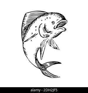 Mahi-mahi Dorado Dolphinfish Jumping Etching Black and White Stock Photo