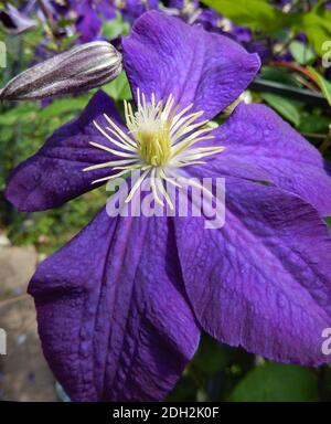 Close-up on a Clematis flower in bloom, in ultra violet, the color of the year in 2018 Stock Photo