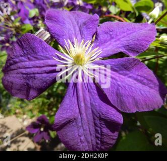 Close-up on a Clematis flower in bloom, in ultra violet, the color of the year in 2018 Stock Photo