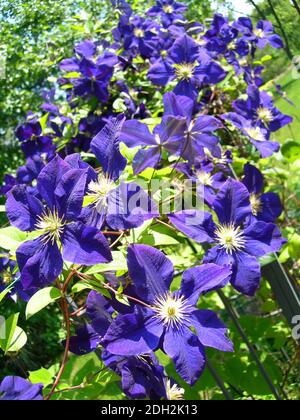 Close-up on a vine of Clematis in bloom, with ultra violet flowers, the color of the year in 2018 Stock Photo