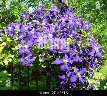 Floral background with a Clematis vine in bloom, with ultra violet flowers, the color of the year in 2018 Stock Photo