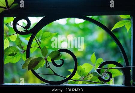 forged curled metal frame with plants. Stock Photo