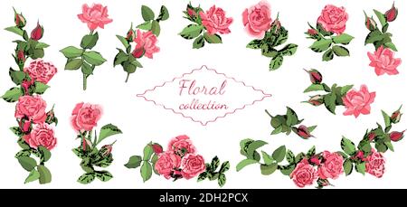 Set of roses and leaves isolated on white background. Excellent for greeting cards and invitations Stock Vector