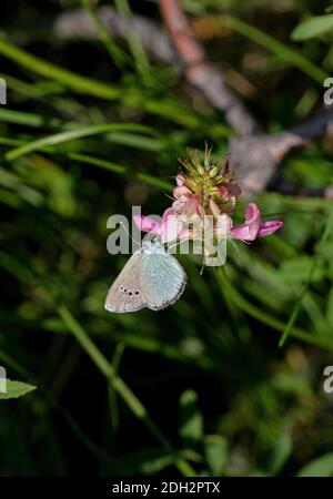 Green-underside Blue butterfly (Glaucopsyche alexis) adult feeding at flower with wings closed  Tien Shan mountains, Kazakhstan            June Stock Photo