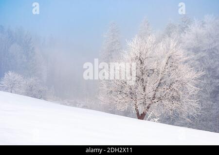 beech tree in mist on a snow covered hill. fairy tale winter mountain scenery. frosty weather on a sunny morning Stock Photo