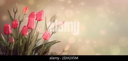 Festive spring background with tulips on a light background in pastel colors. Stock Photo