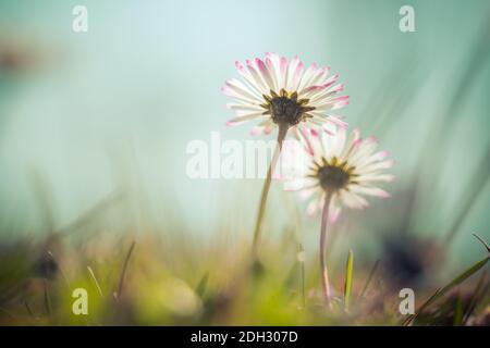 Daisies in springtime: Idyllic close up of wildflower meadow Stock Photo