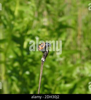 Swamp Milkweed Leaf Beetle (Labidomera clivicollis) perched on a prairie flower bloom with high green grass in background on a summer day Stock Photo