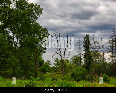 Three Red-Tailed Hawks Birds of Prey Perched in Dead Tree all to the Left, One at Top Branch, One Flying Away Underneath and One on Lower Branch with Stock Photo