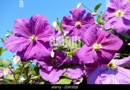 Floral background with a Clematis vine in bloom, with ultra violet flowers, the color of the year in 2018 Stock Photo