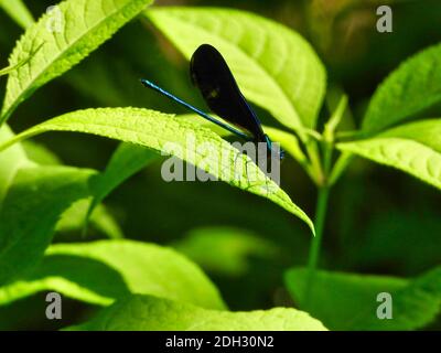 Ebony Jewelwing Dragonfly with Detail Sits on Green Leaf with Slight Shadow on Leaf from Legs Surrounded by Green Leaves on Bright Summer Sunny Day Stock Photo