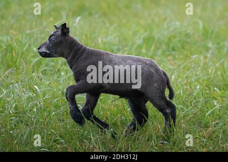 A young black sheep Stock Photo