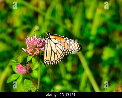 Monarch Butterfly Hangs onto Pink Wildflower on Sunny Summer Day with Green Foliage in Background Stock Photo