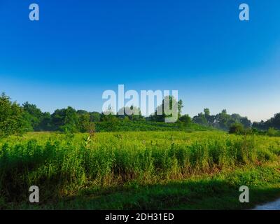 Landscape View of Prairie and Forest on Sunny Summer Day with Lush Green Grass, Plants and Trees with Bright Clear Blue Sky Stock Photo