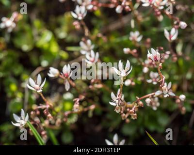 Blossom flowers and bud of Saxifraga umbrosa or urbium close up with green leaves , selective focus, bokeh background Stock Photo