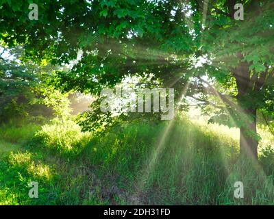 Sun Shines Through Tree at Sunrise in the Forest Lighting Up Green Leaves, Grass and Plants as Sun Rays Come Through Tree on a Summer Morning Stock Photo